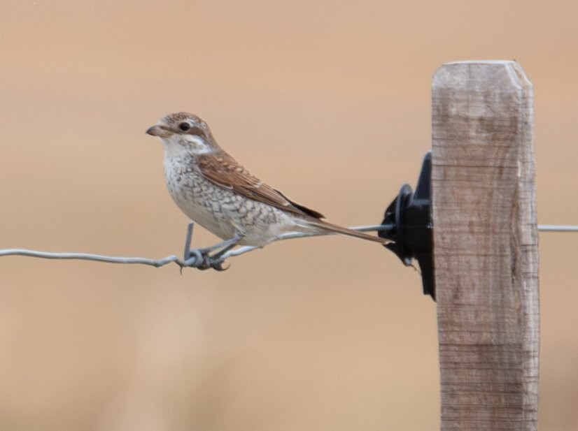 Hungarianbirdwatching.com Day Tours-布达佩斯必去景点
