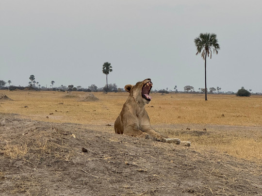 Jordan & Co. SAFARI-布拉瓦约必去景点