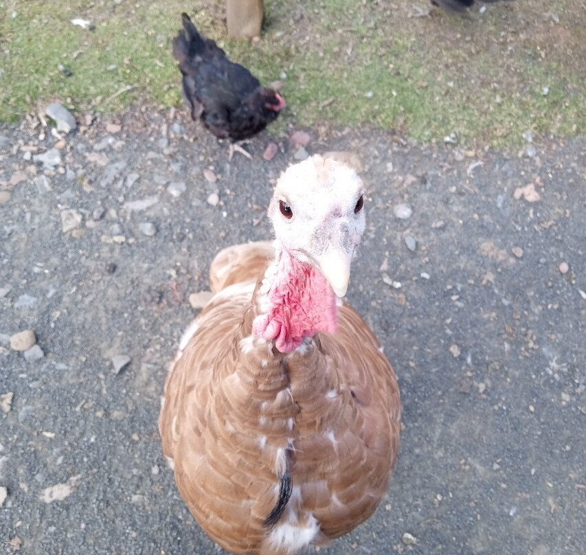 Bird Gardens Scotland Cic-Oxton必去景点