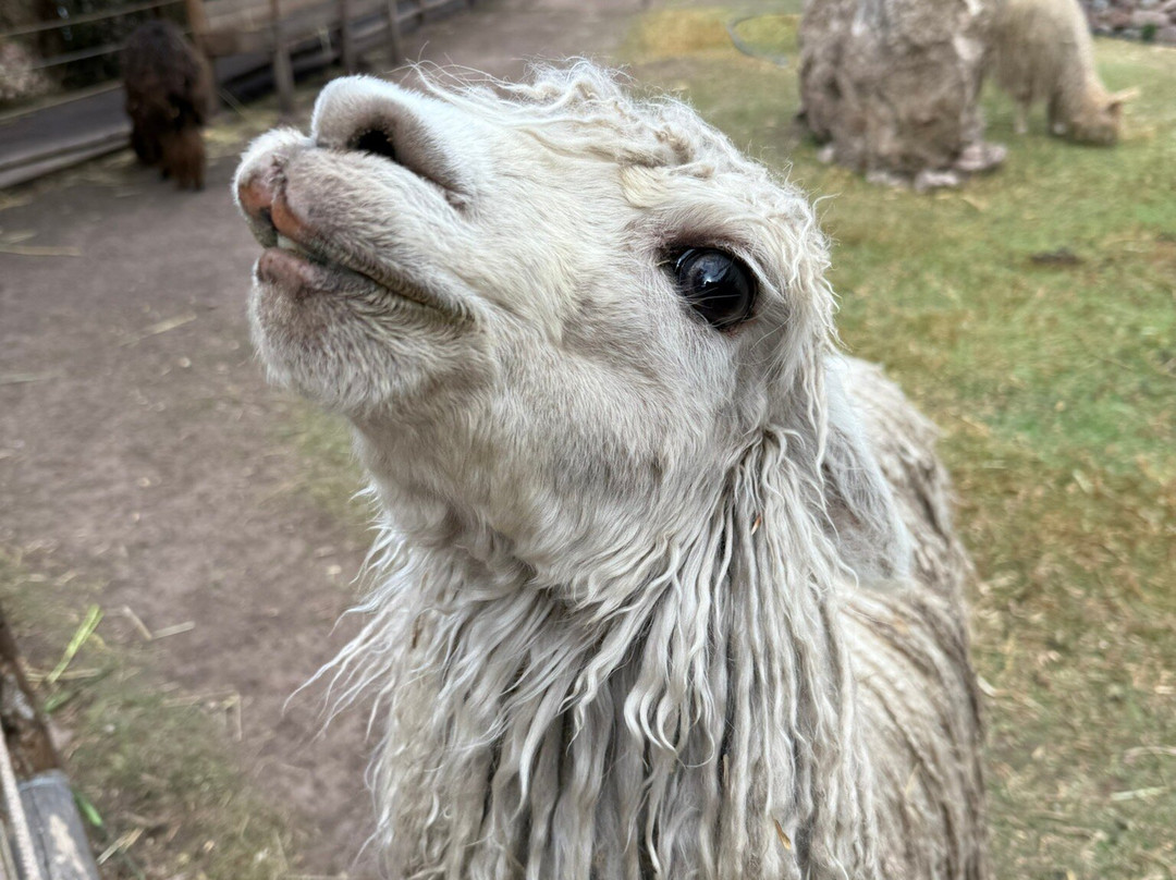 Awana Kancha-库斯科必去景点