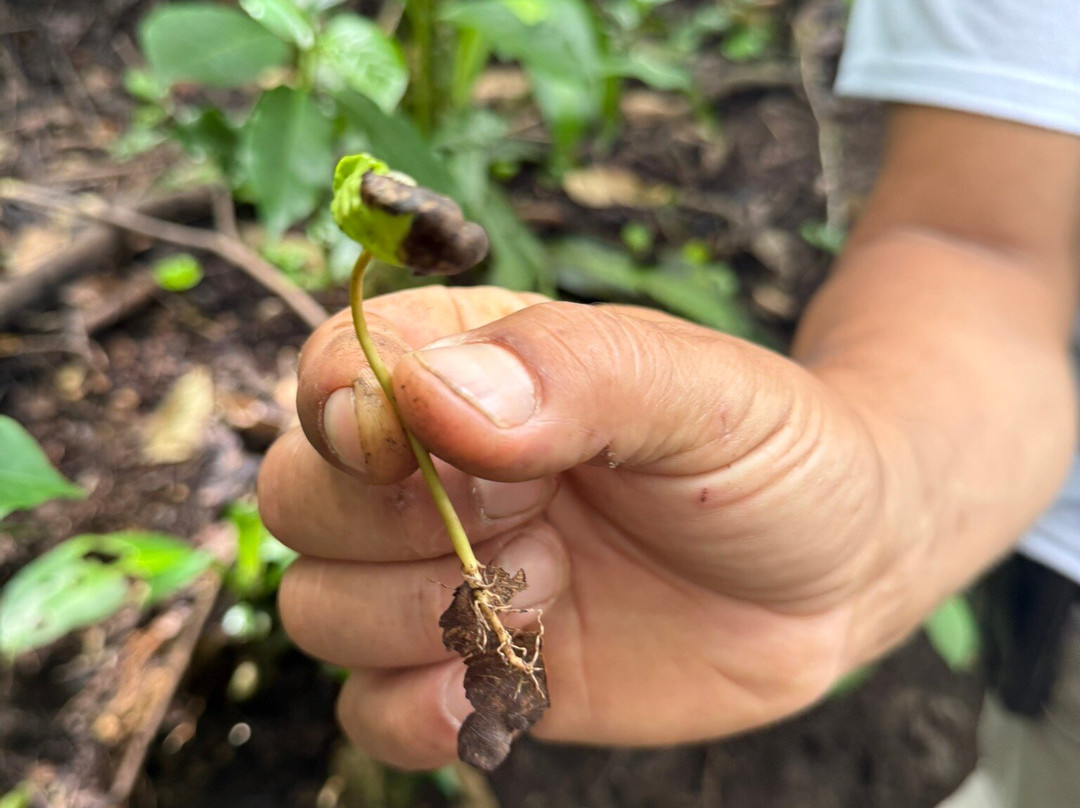 El Toledo Coffee Tour-Atenas必去景点