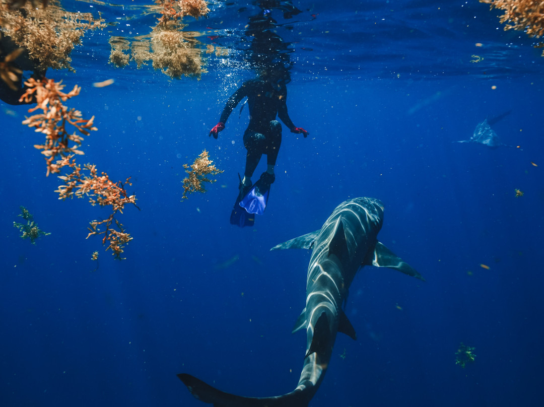 Shark Addicts-朱庇特必去景点