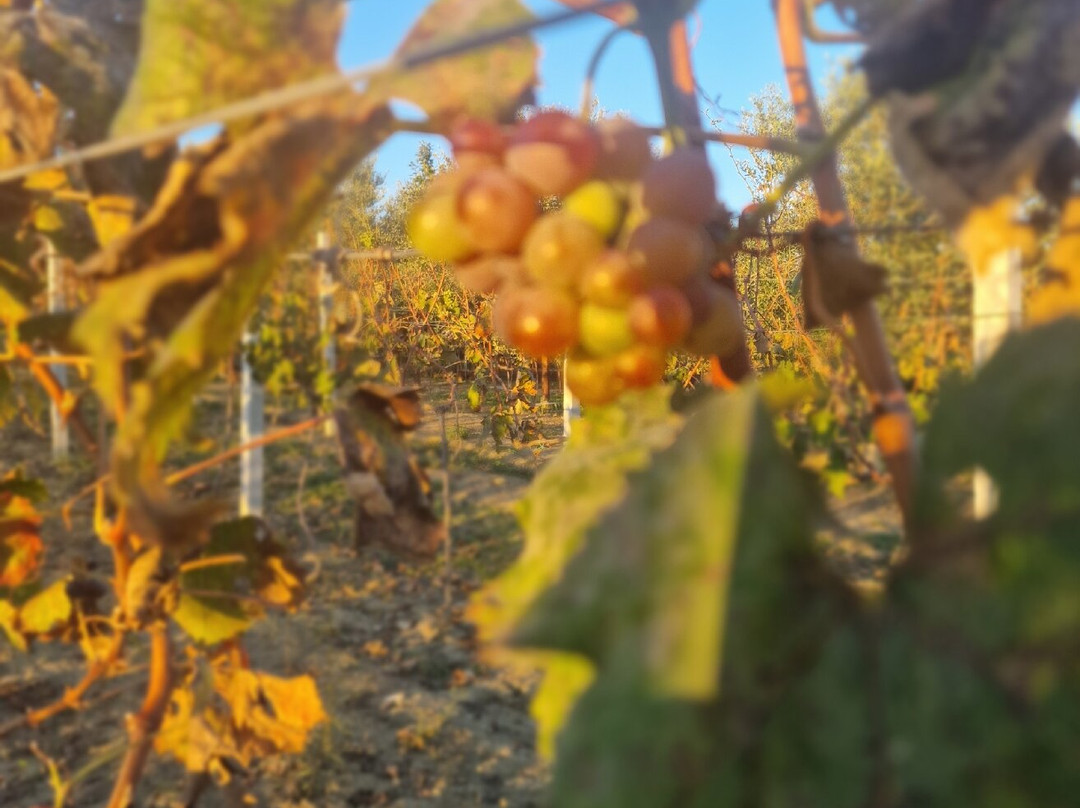 Abaia Winery & Vineyard-杜勒斯必去景点
