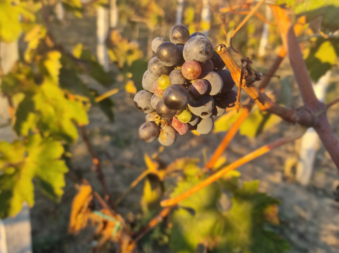 Abaia Winery & Vineyard-杜勒斯必去景点