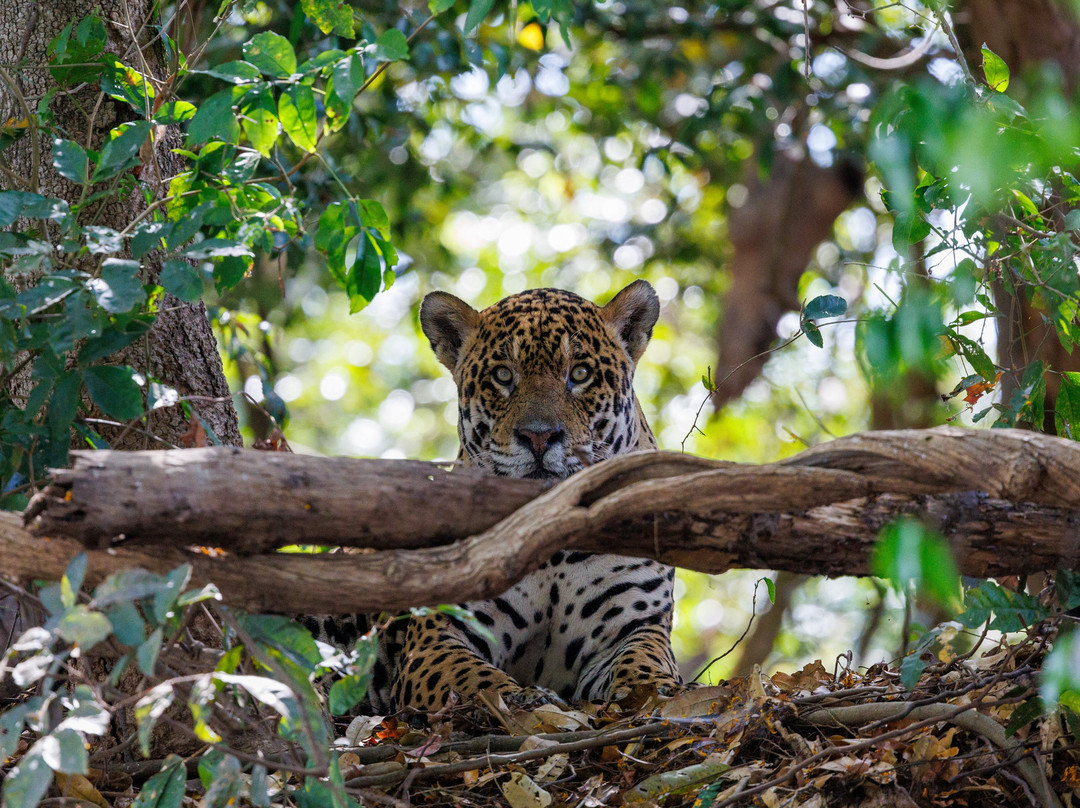 Pantanal Jaguar Safaris-Chapada dos Guimaraes必去景点