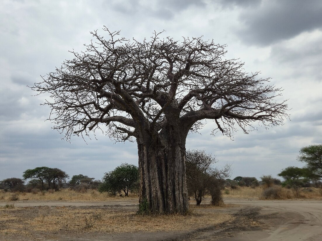 Shanjoy Tours and Safaris-Kikuyu必去景点