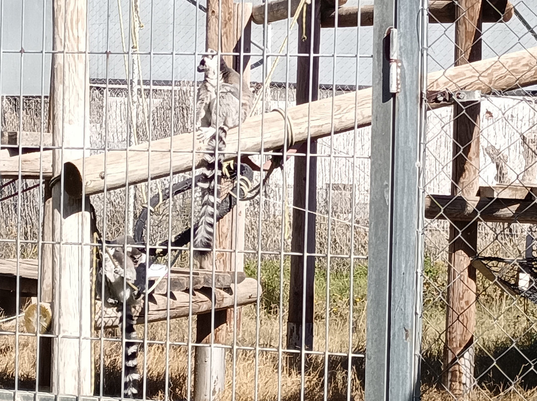 Centro De Rescate Y Recuperación De Primates Rainfer-Fuente El Saz De Jarama必去景点