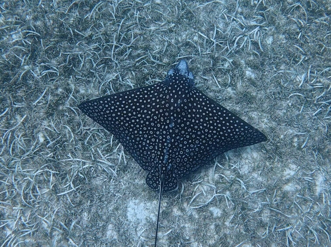Tres Trapi Steps-Noord必去景点