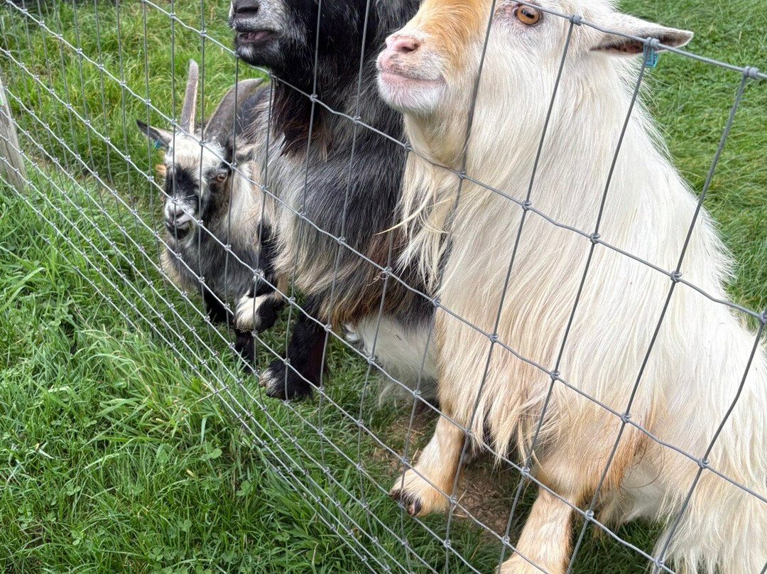 West Wight Alpacas-Wellow必去景点