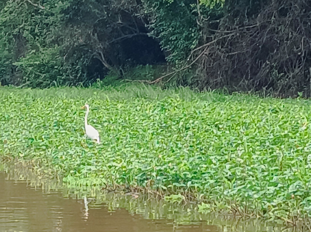 Muyuna Amazon Lodge Experience-伊基托斯必去景点
