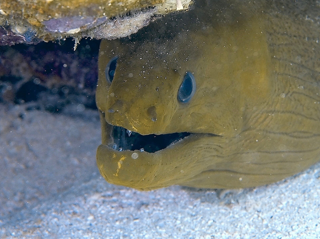 Palm Beach Divers-Noord必去景点