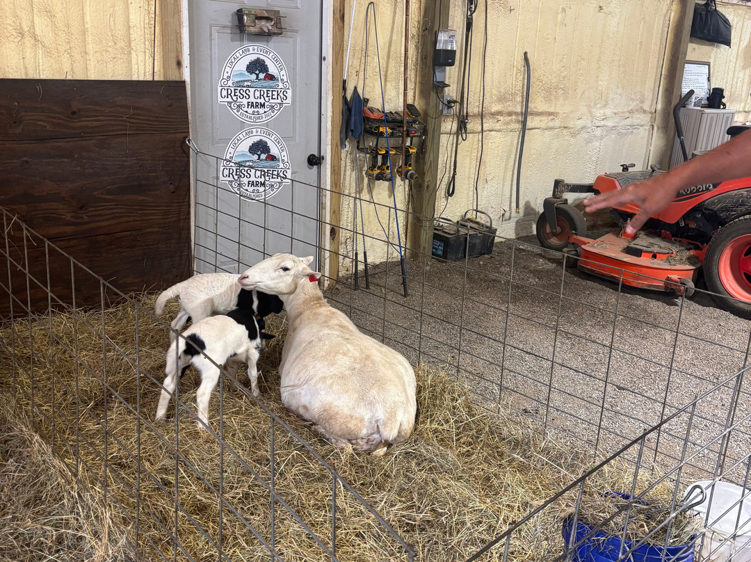 Cress Creeks Farm And Corn Maze-Ellijay必去景点