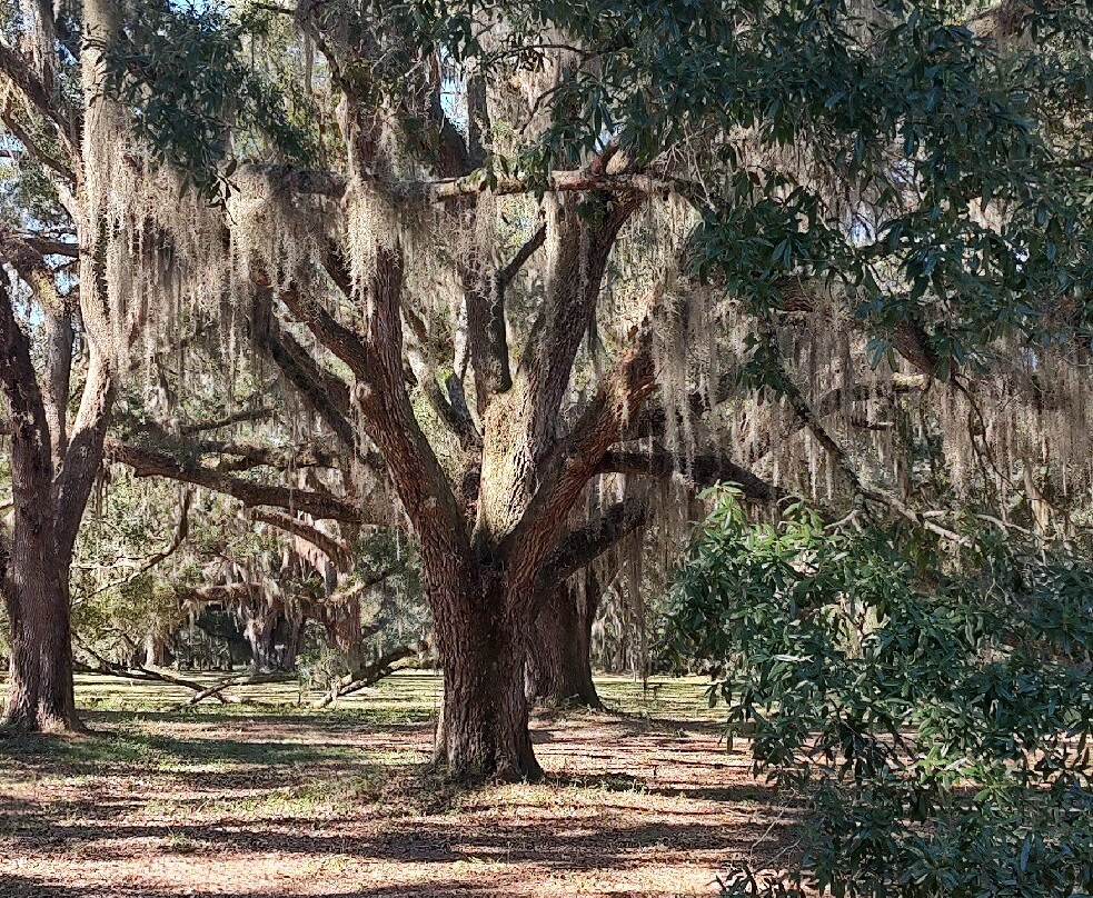 Hofwyl-Broadfield Plantation-不伦瑞克必去景点