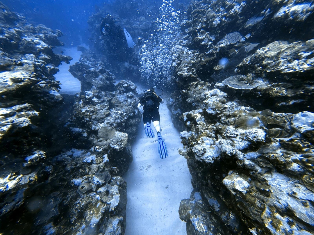 Crystal Diving Centre-贝尔马尔必去景点