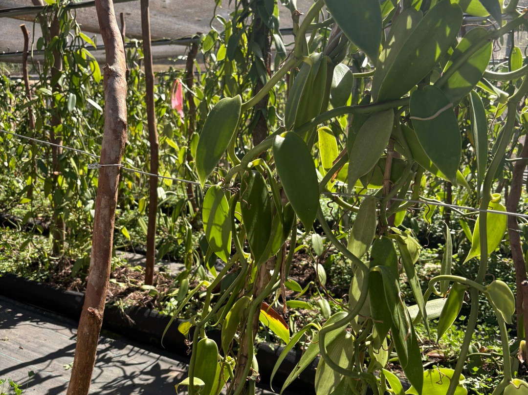 Hawaiian Vanilla Company-帕奥伊洛必去景点