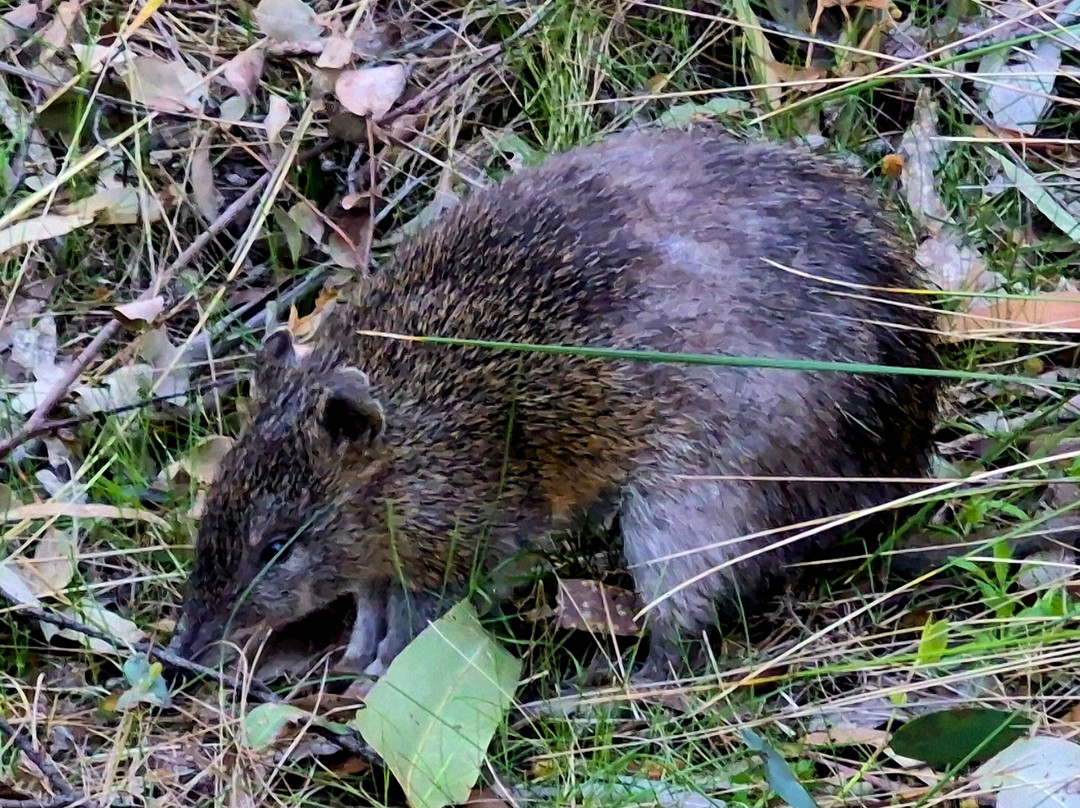 Tidbinbilla Nature Reserve-堪培拉必去景点