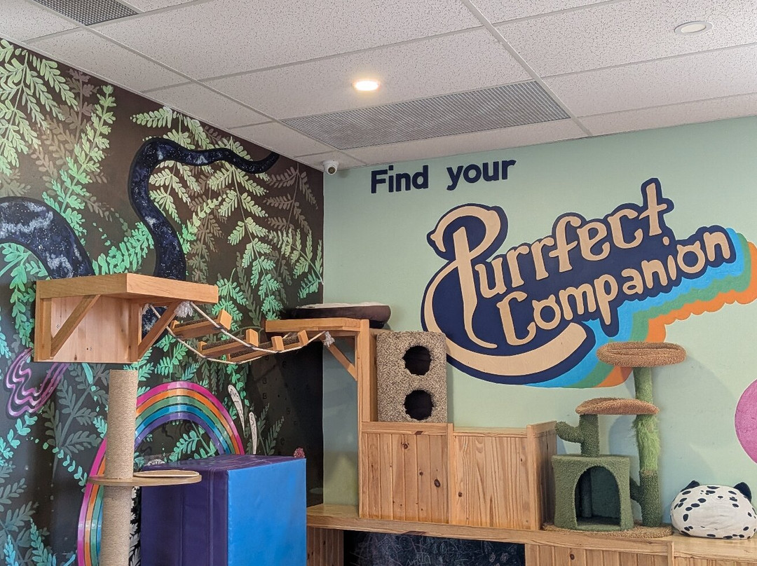 The Purrfect Cup - A Cat Cafe-弗雷德里克顿必去景点