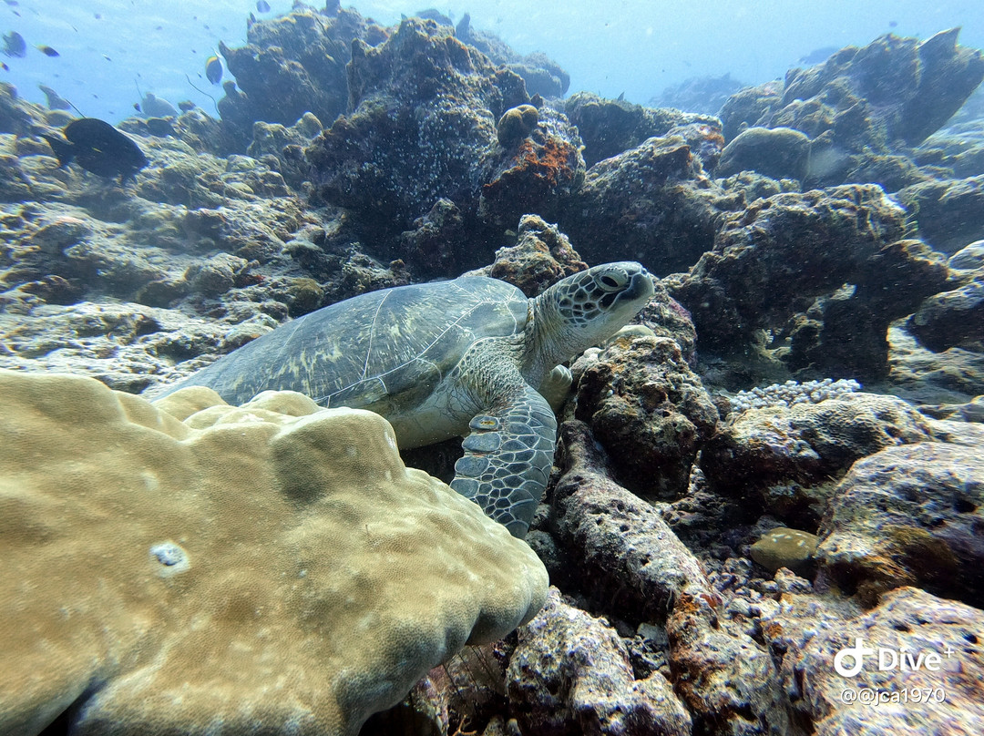 Sea Star Diving Center Thulusdhoo-Thulusdhoo Island必去景点