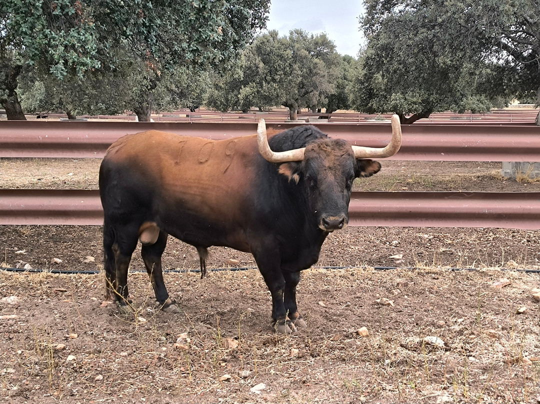 Aprende de Toros-塞维利亚必去景点