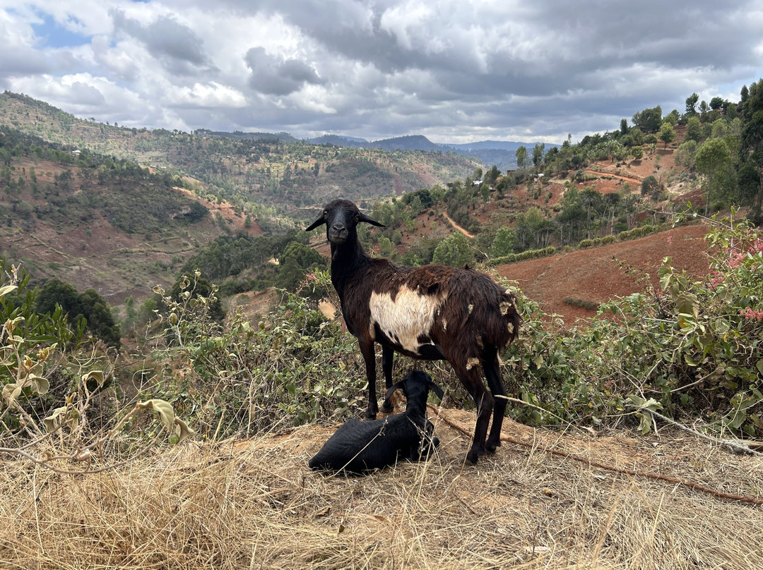 Usambara Eco Tours-卢绍托必去景点