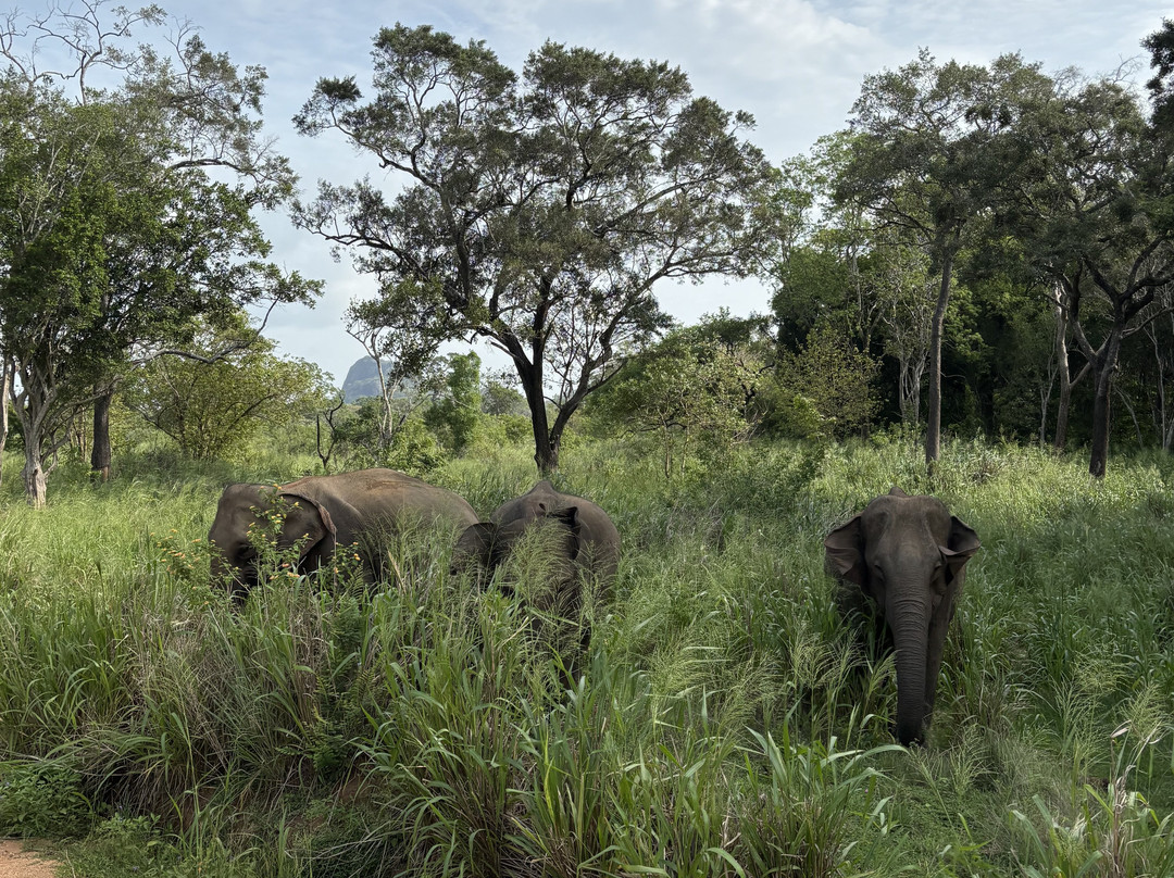 Accessible Safari Experiences-哈巴拉娜必去景点