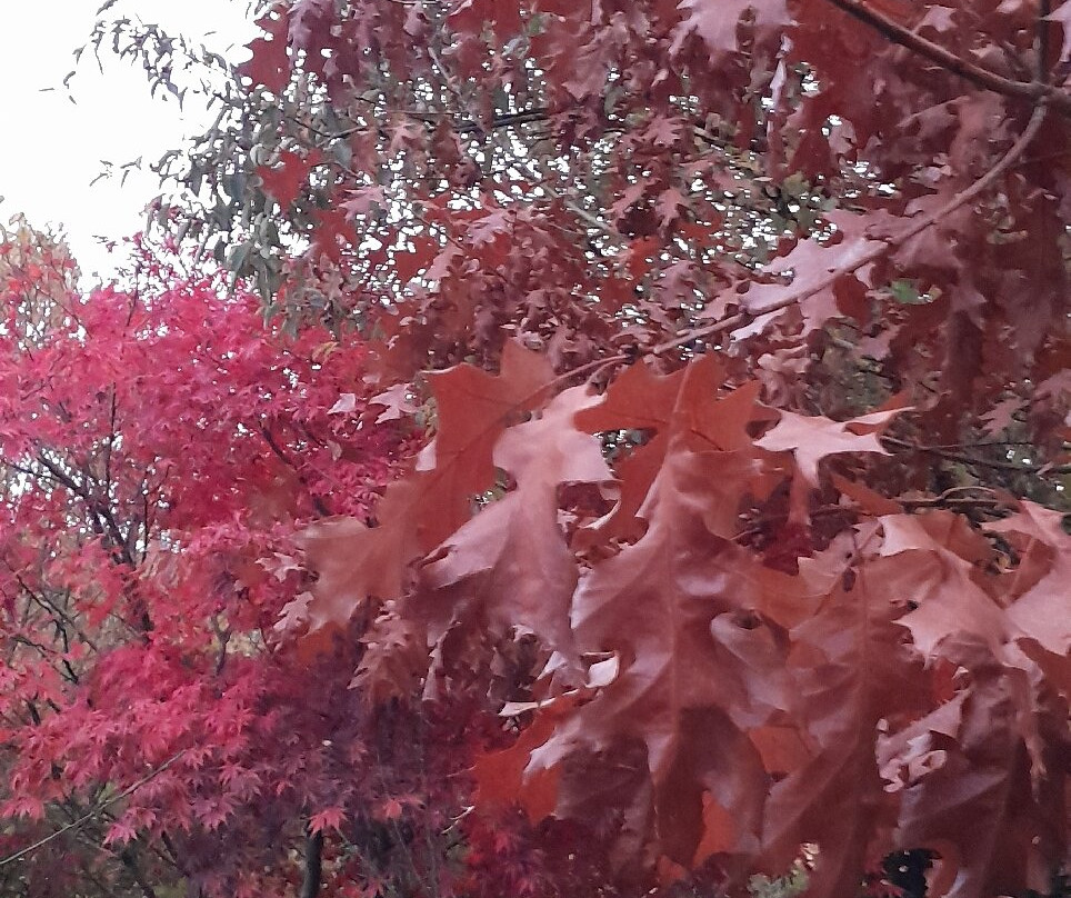 Furzey Gardens-Minstead必去景点