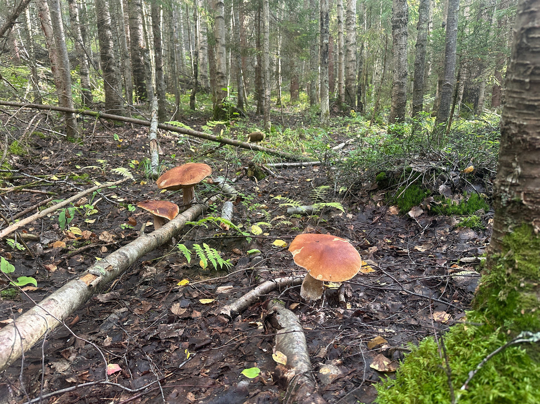 Kolovesi National Park-Southern Savonia必去景点