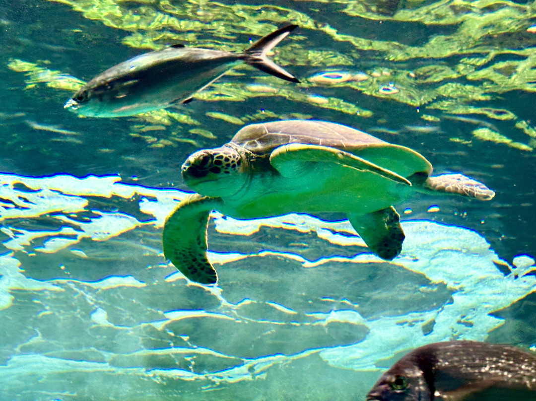 TOURLINE-Ammoudara必去景点