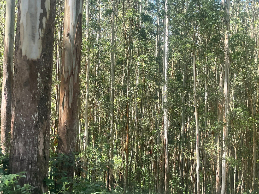 Munnar Info-慕那尔必去景点