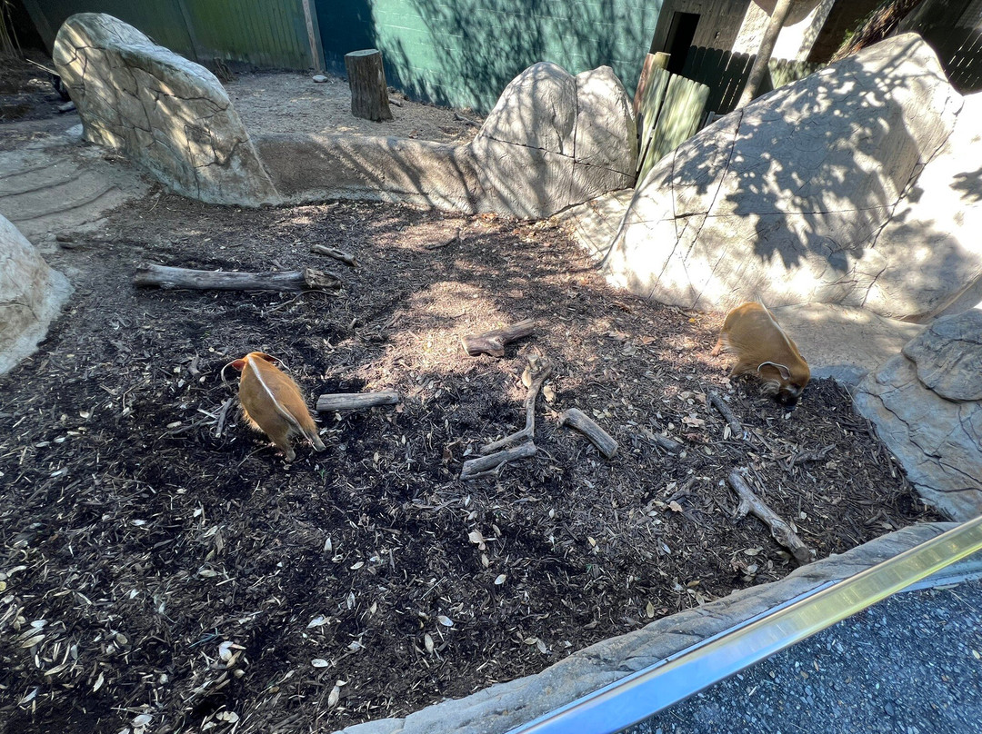 奥德邦动物园-新奥尔良必去景点