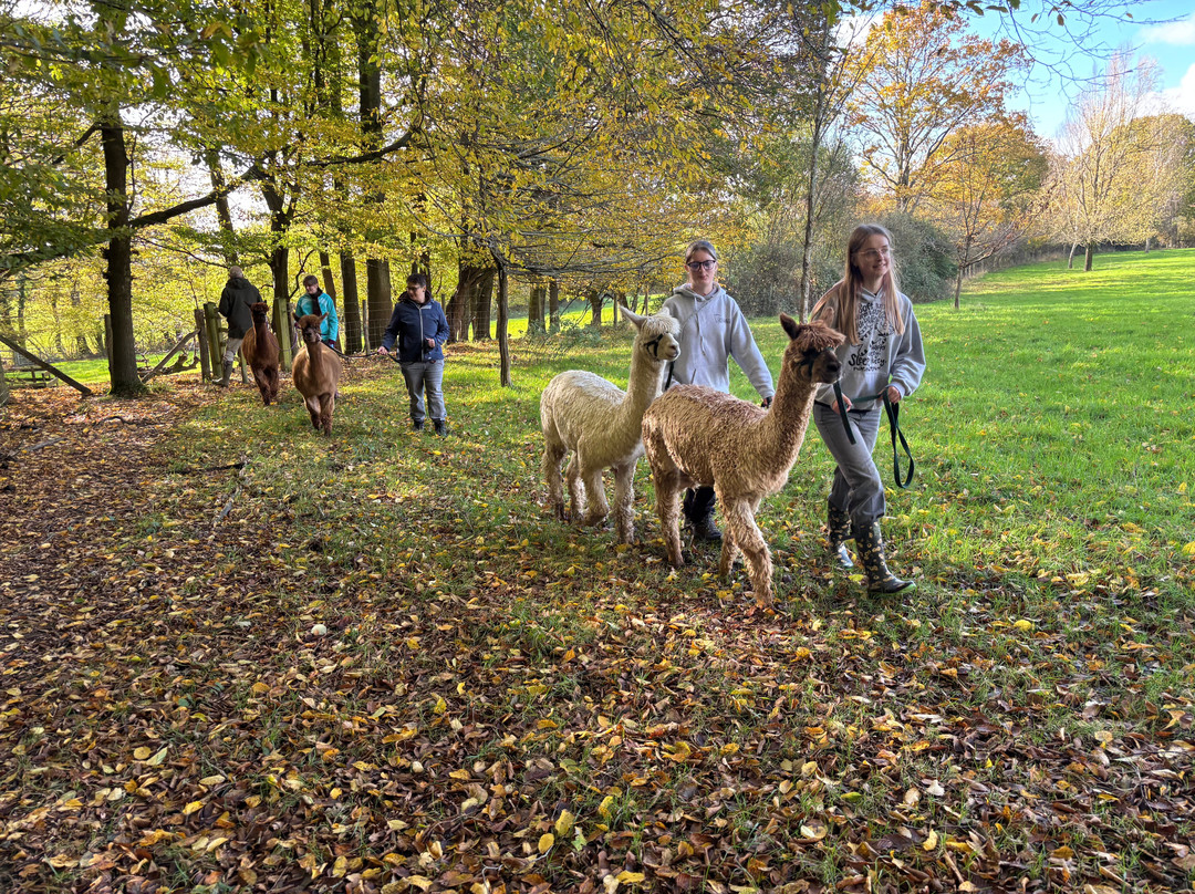 Alpaca Walking - With Spring Farm Alpacas-Fletching必去景点