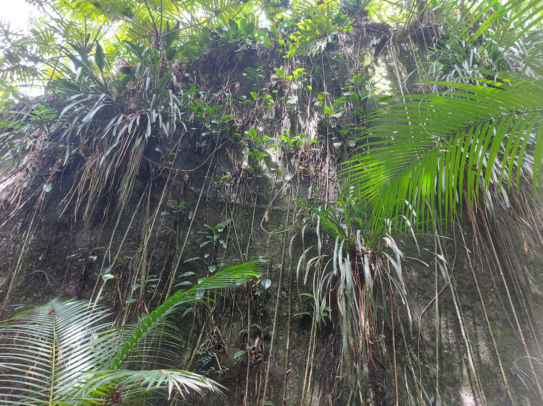 Dagami Tour Ilhabela-伊利亚贝拉必去景点