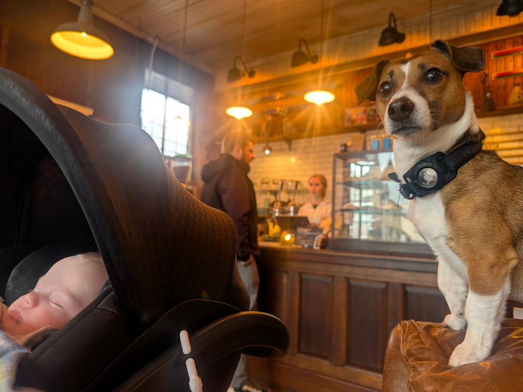 The Cow & Parrot Coffee Store