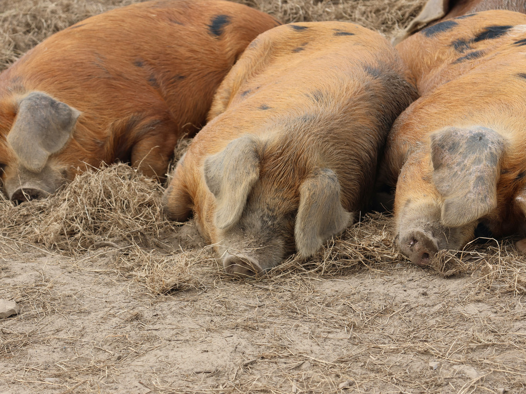 Alderney Coastal Path-Alderney必去景点
