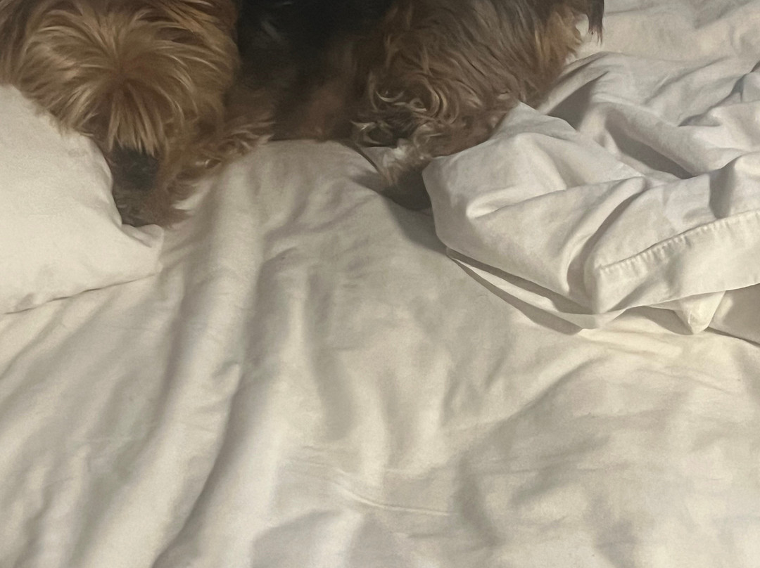 Travelodge by Wyndham Las Vegas NM主图