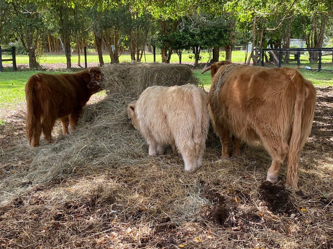 Bexland - Exclusive Highland Cow and Farm Experiences-Doonan必去景点