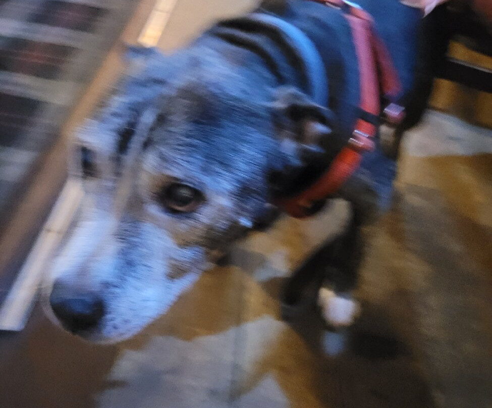 The Cricketers Arms-圣海伦斯必去景点