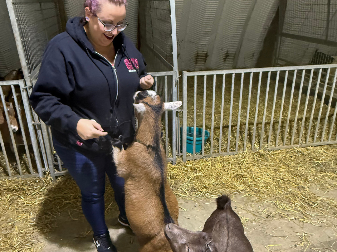 Udderly Ridiculous Farm Life-Blandford-Blenheim必去景点