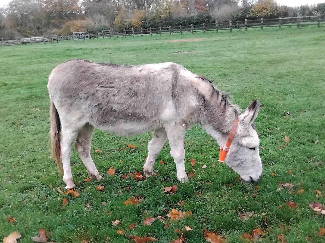The Donkey Sanctuary-西德茅斯必去景点