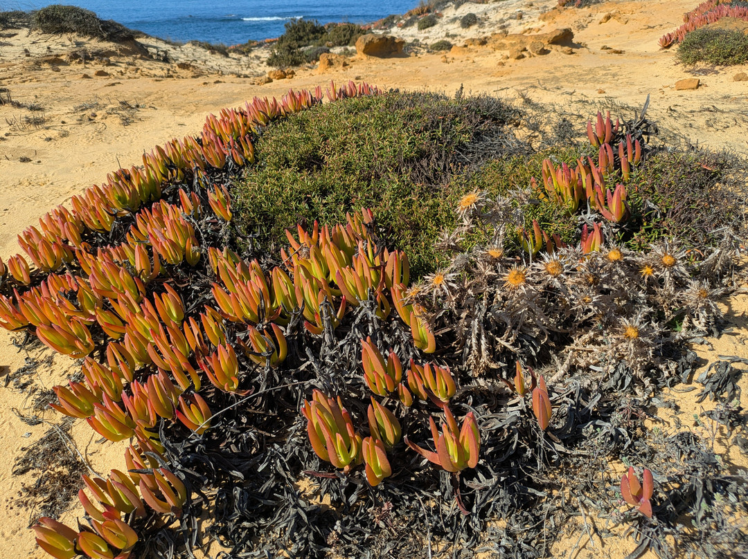 Rota Vicentina-Odemira必去景点