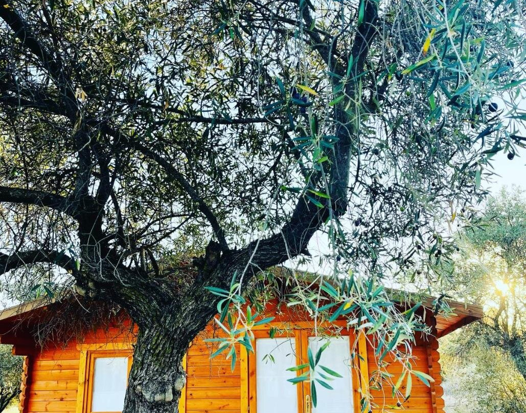 El Bosque de Ribera