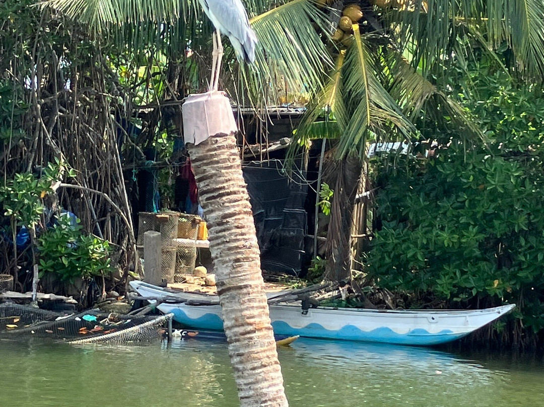 Liam Boat Safari-尼甘布必去景点
