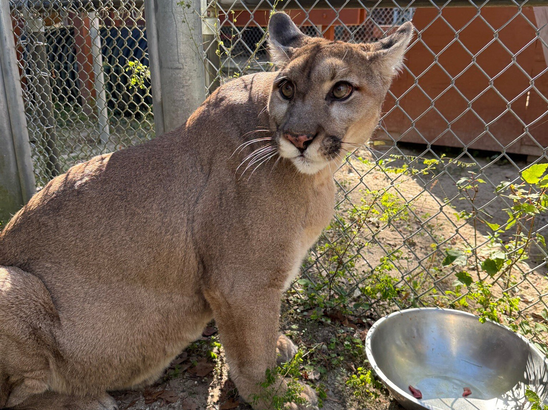 Bear Creek Feline Center-巴拿马城必去景点
