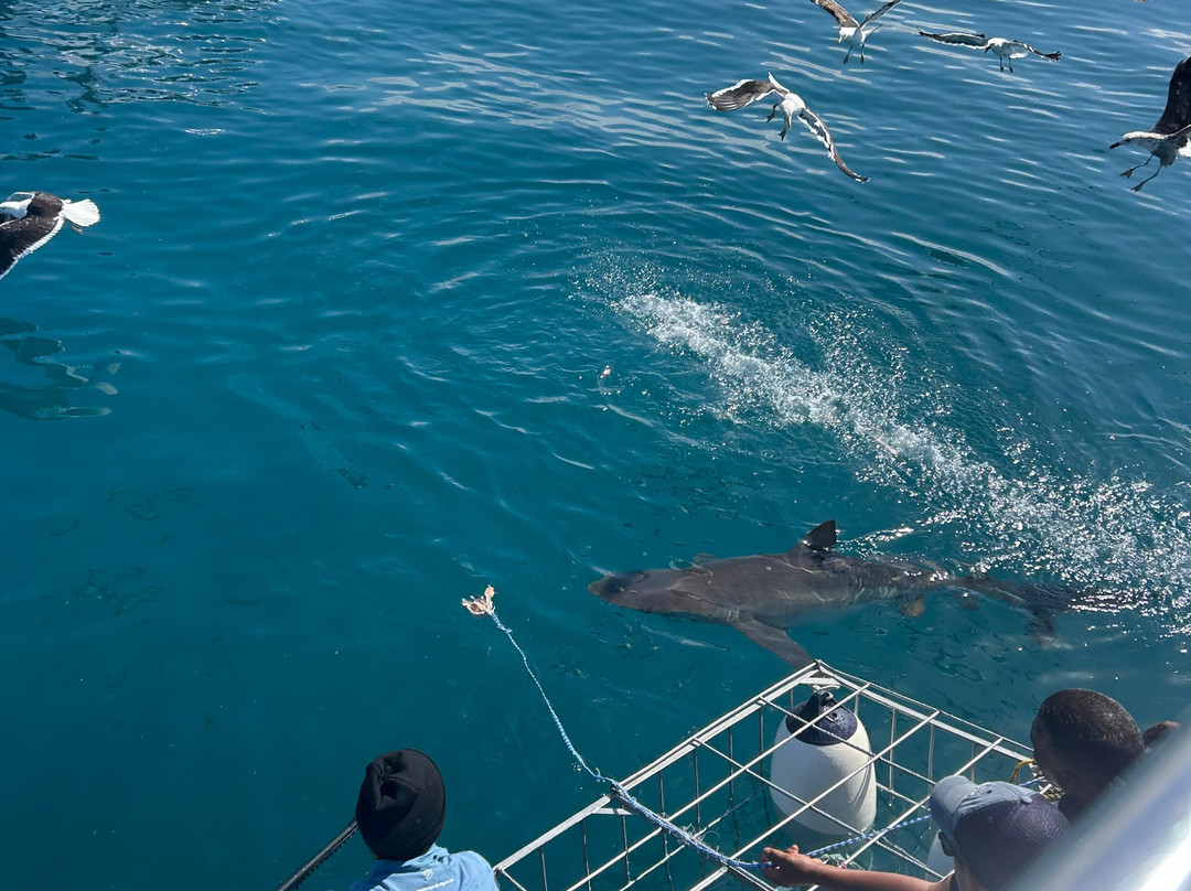White Shark Diving Company-干斯拜必去景点