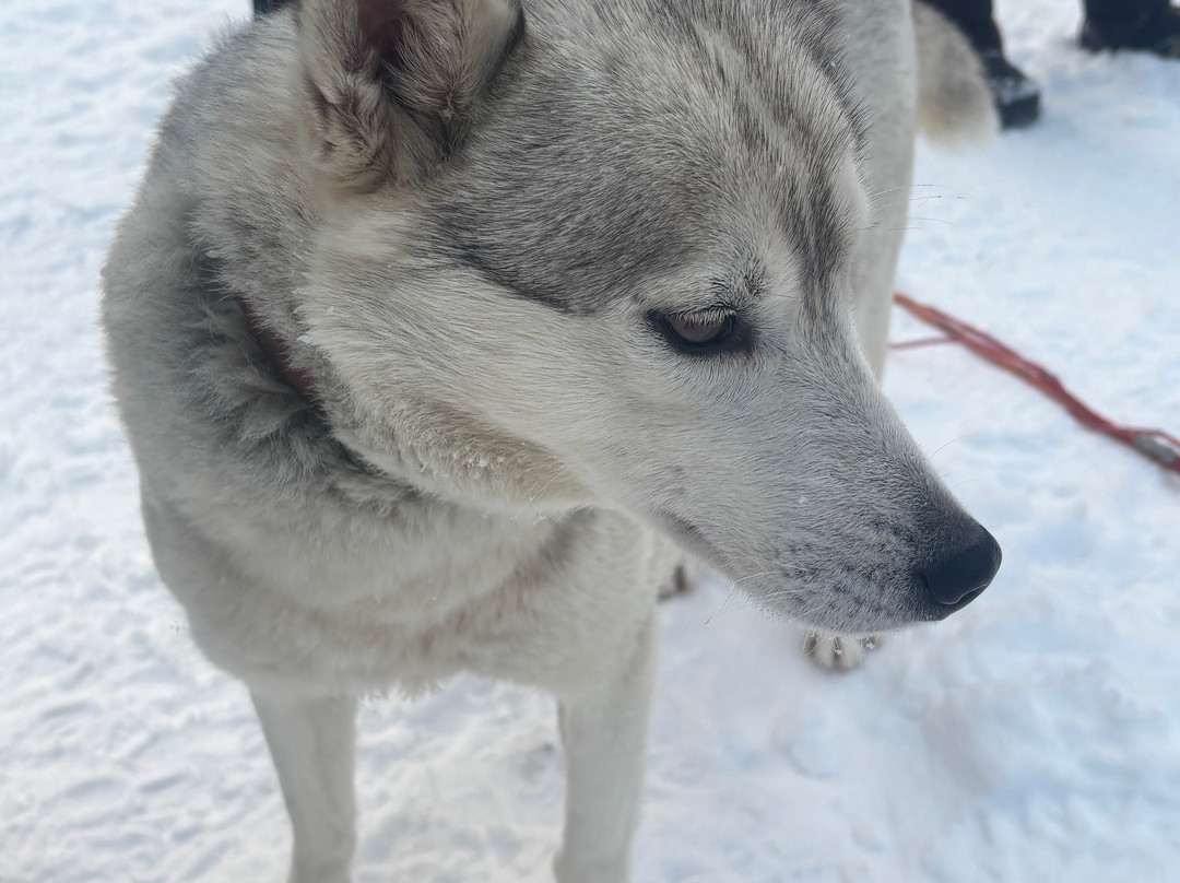 Arctic Borealis Huskies-Ranua必去景点