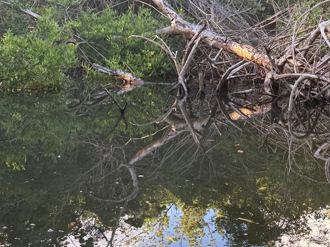 Caroni Swamp-St. Ann's必去景点