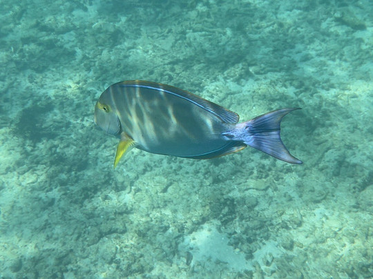 Mirissa Dive Center-美蕊沙必去景点