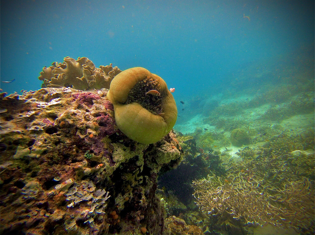 Olin Dive Center-Waisai必去景点