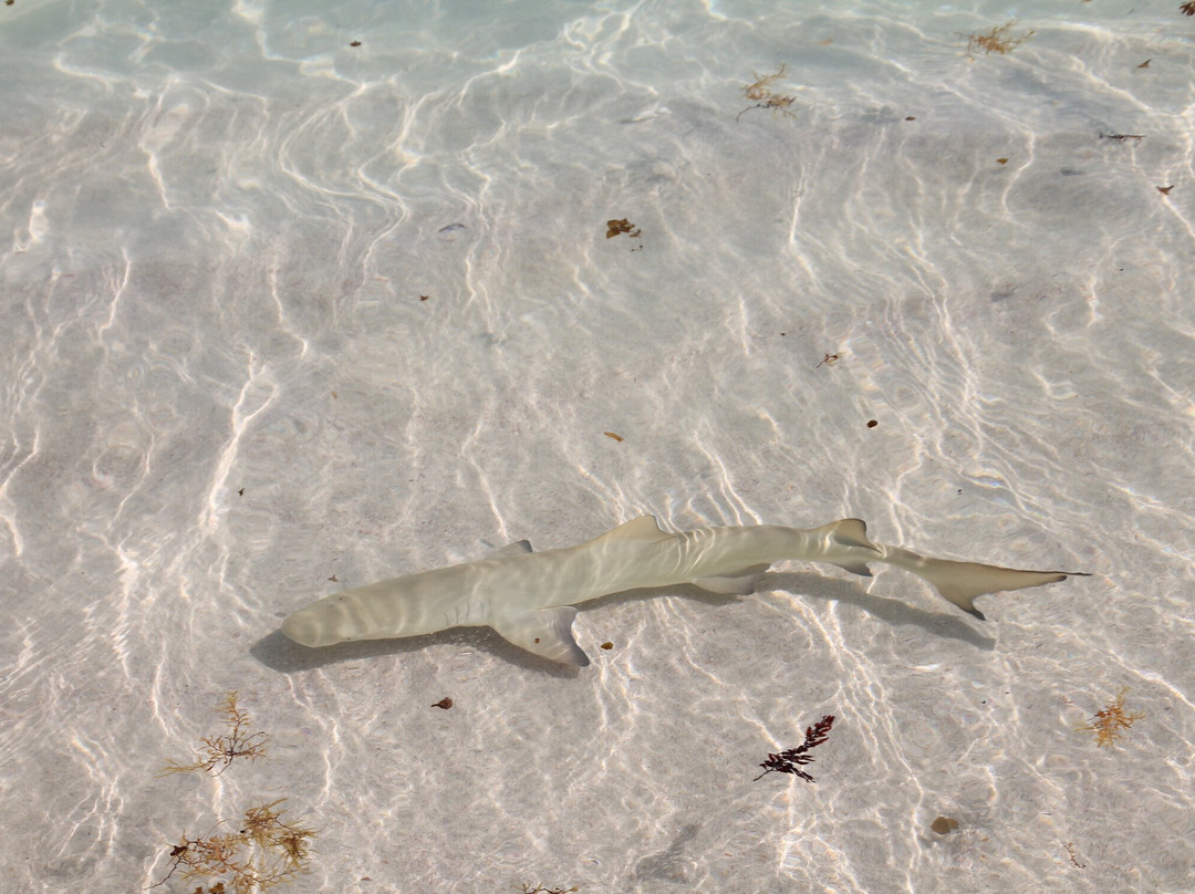 Tarzan Excursion Guadeloupe-Sainte-Anne必去景点