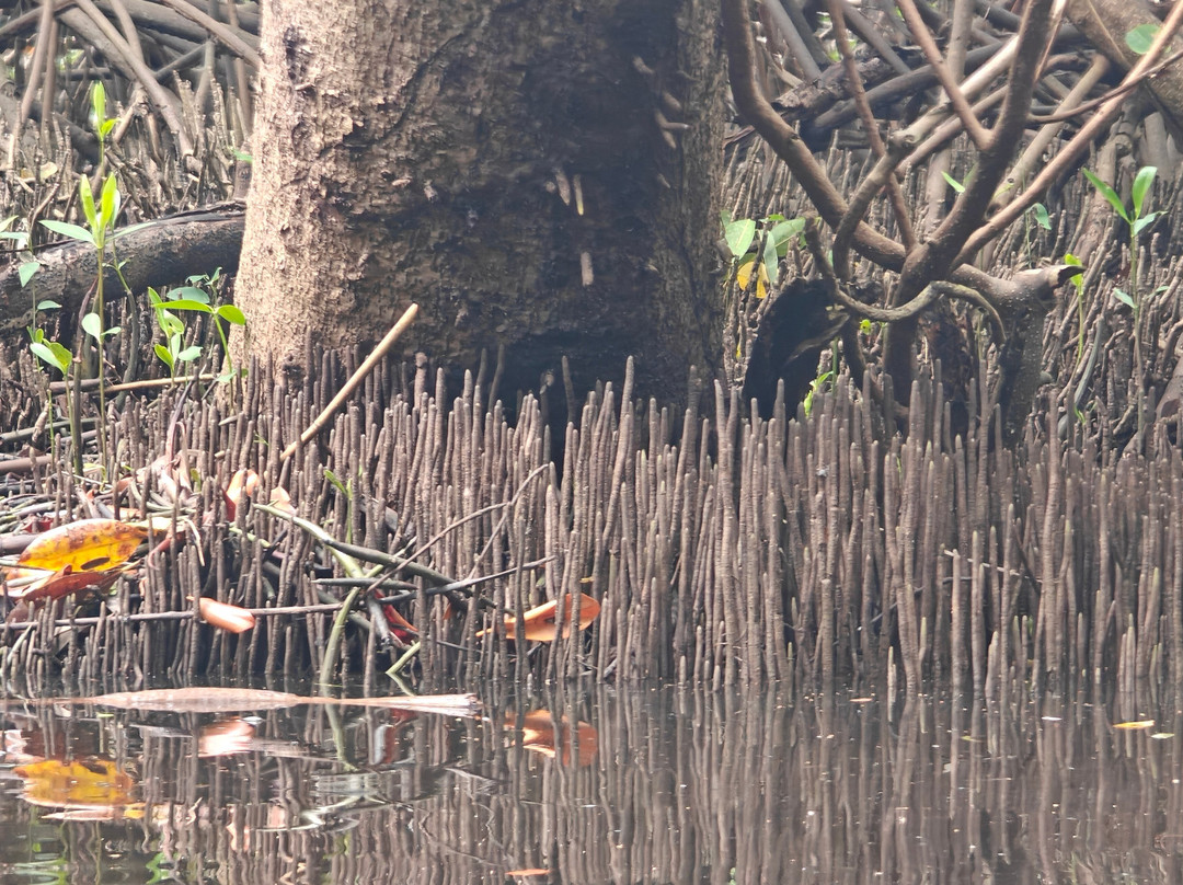Limeland Tours-特立尼达必去景点